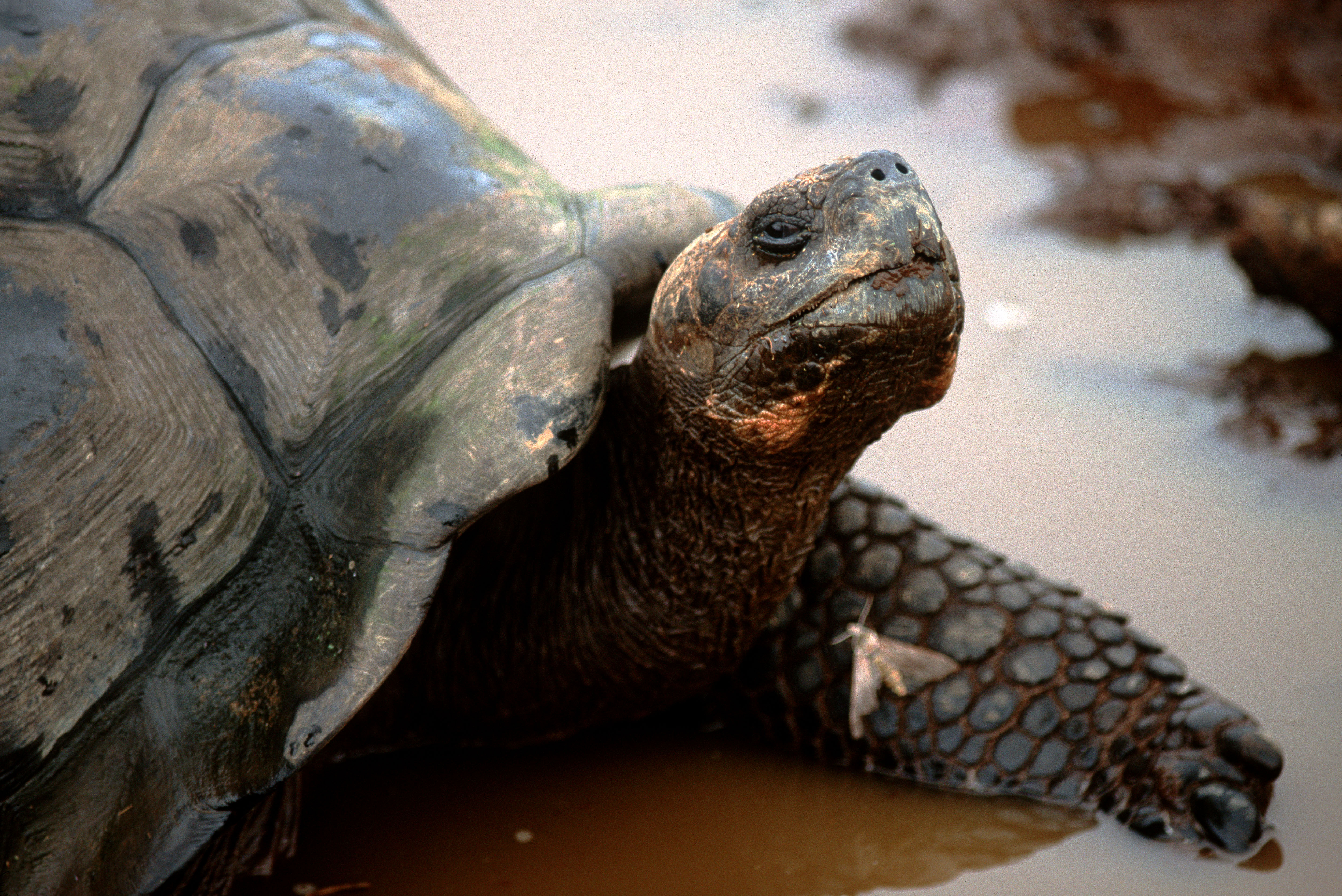 tortue.jpg