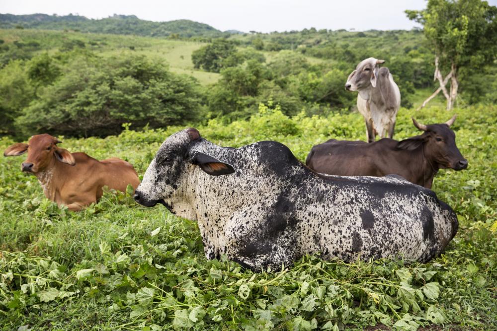 In 2017, the photojournalist Patrick Zachmann reported the work and lives of the Cambimba Village's farmers, Morroa, Colombia, supported by the FAO