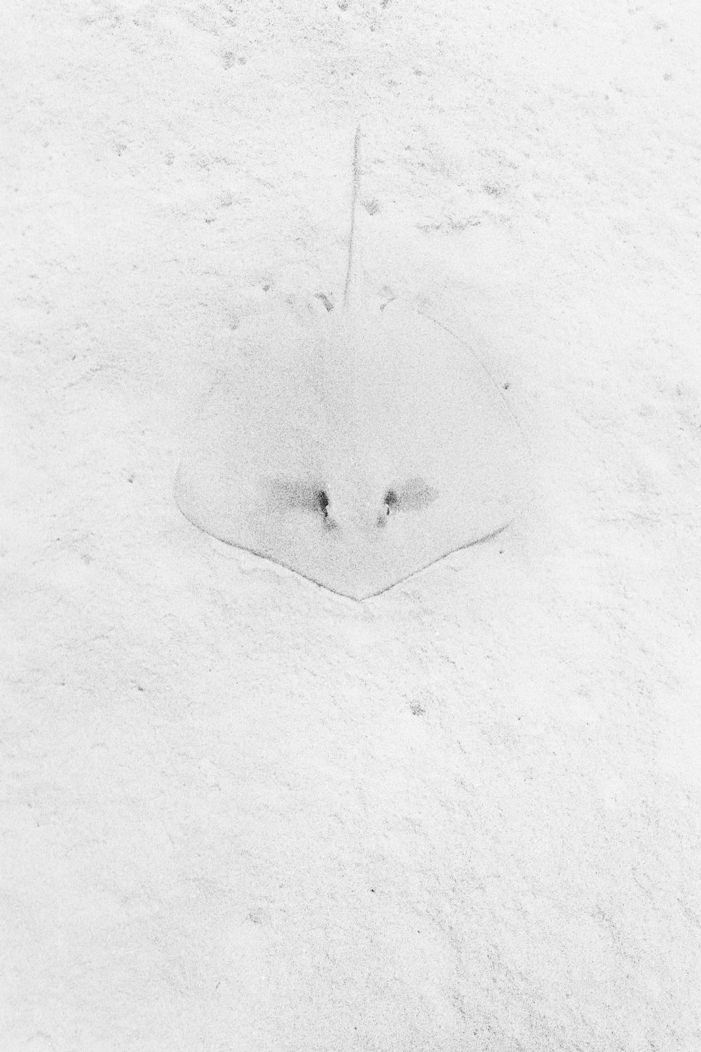 This discrete Ray was pictured by Trent Parke in Coral Bay, Australia, in 2003